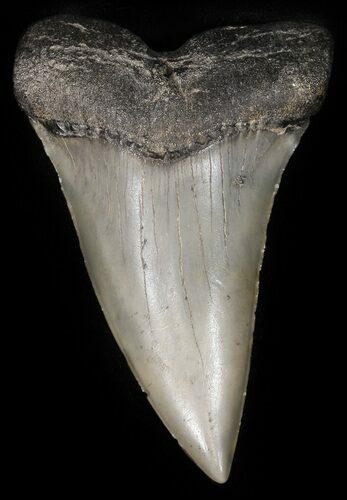 Large Fossil Mako Shark Tooth - Georgia #42262